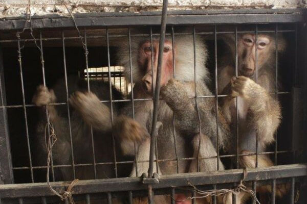 Rescate de primates