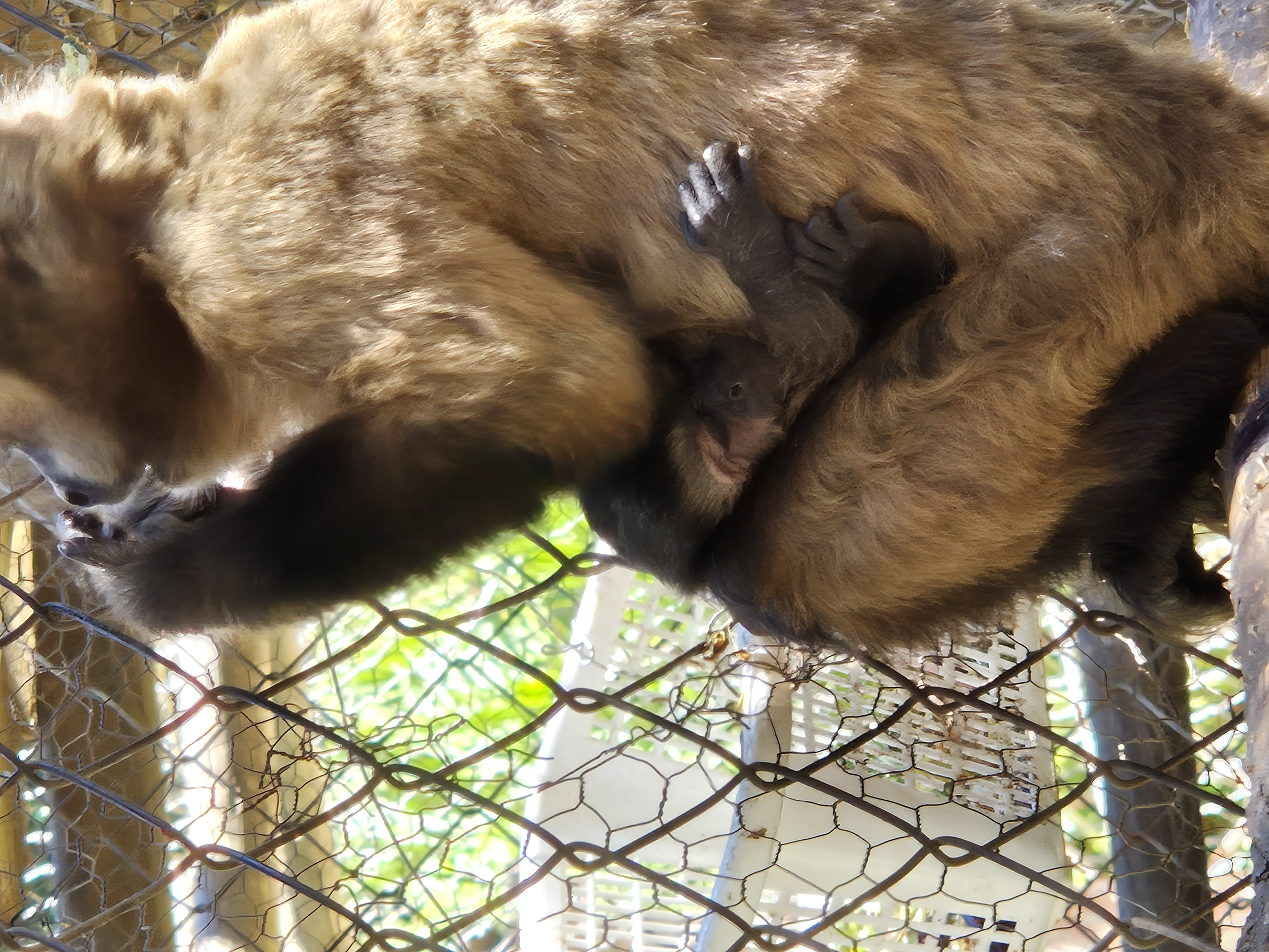 ¡Tenemos un nuevo integrante en la familia del Centro de Primates!